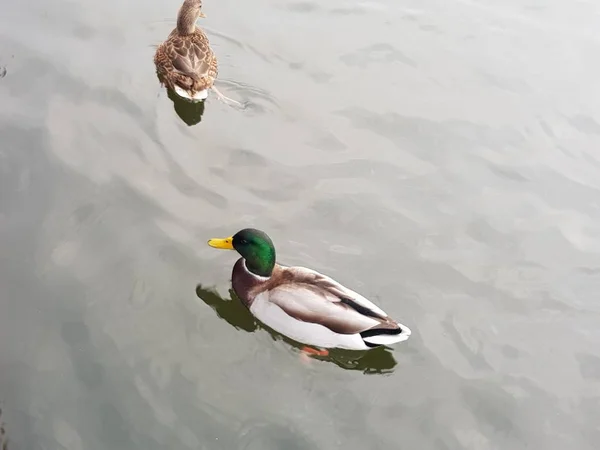 Ducks Pond — Stock Photo, Image