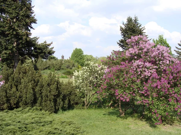 丁香花园里 — 图库照片