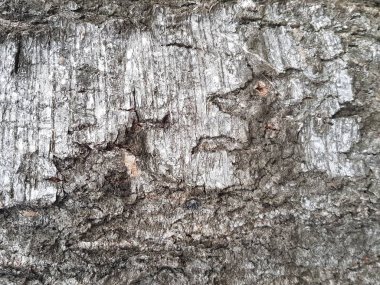  Yakınındaki bir ağaç kabuğu