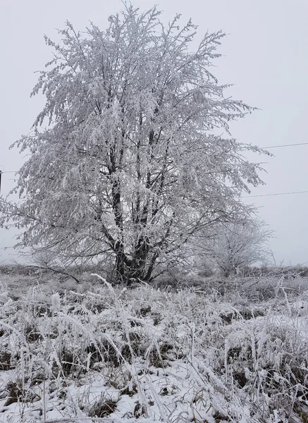 Árbol Cubierto Heladas Por Mañana — Foto de Stock