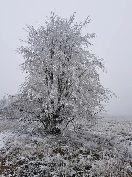 Árbol Cubierto Heladas Por Mañana — Foto de Stock