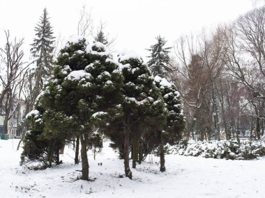 köknar kış Park grubu
