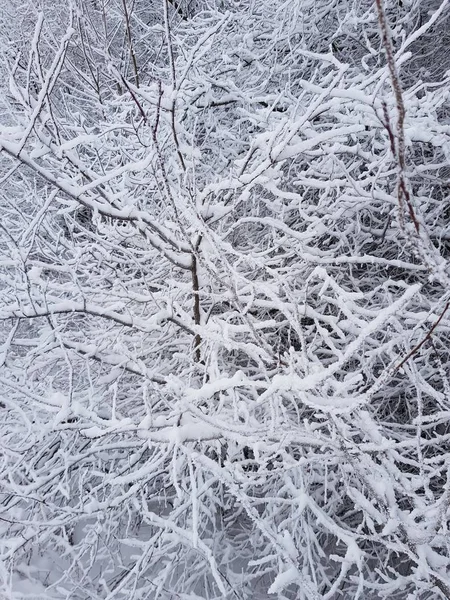 Invierno Parque — Foto de Stock