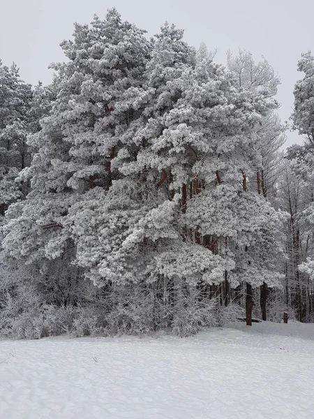 Invierno Parque — Foto de Stock