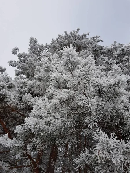 Ein Winter Park — Stockfoto