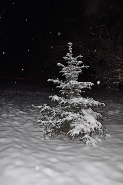 Árbol Navidad Bosque Nocturno — Foto de Stock