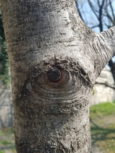 Árbol Con Corteza Cerca Rama — Foto de Stock