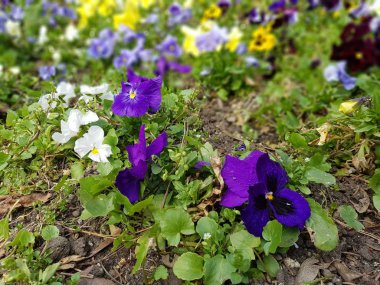 bahar bahçe çiçek