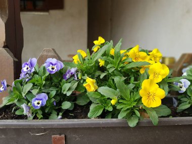 bahar bahçe çiçek