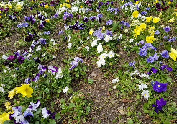 Bahar Bahçe Çiçek — Stok fotoğraf