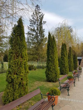 parkta ağaçların satır