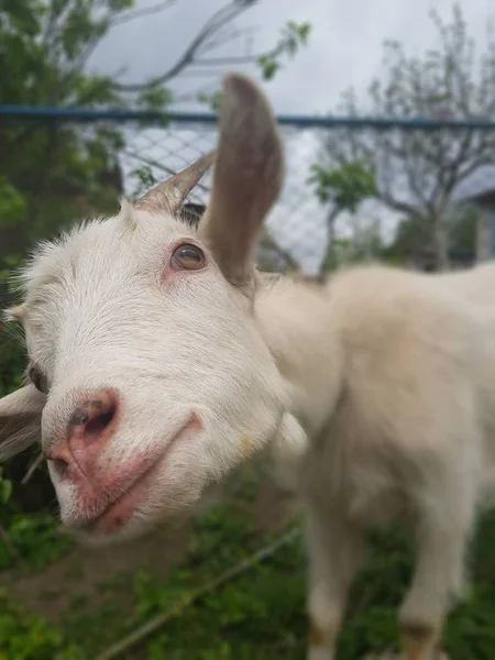 Close Goat Horns — Stock Photo, Image