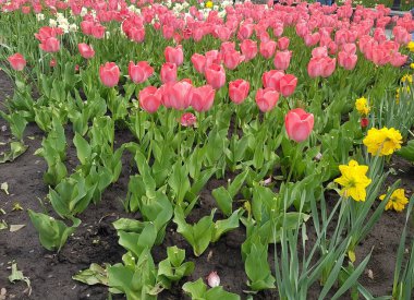 Birçok pembe lale, çiçek yatağı