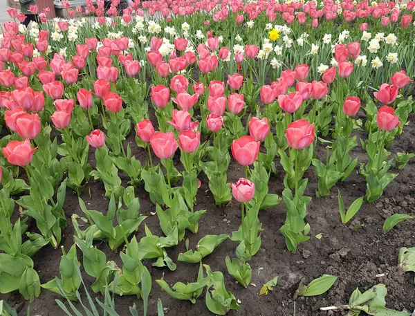Sok Rózsaszín Tulipán Virágágy — Stock Fotó