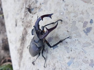 Bir geyik böceği yakın çekim