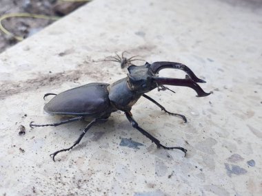 Bir geyik böceği yakın çekim