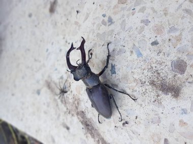 Bir geyik böceği yakın çekim