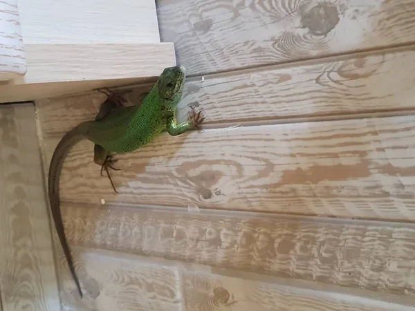 Lézard Vert Dans Maison — Photo