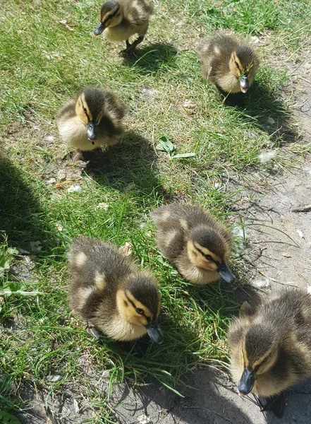 Kleine Enten Spazieren Durch Den Park — Stockfoto