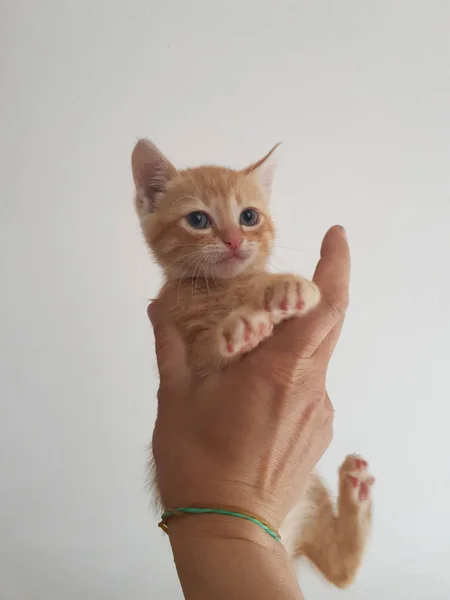 Gatito Jengibre Mano — Foto de Stock