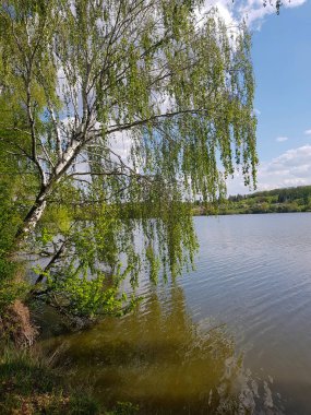 Bir gölün kıyısındaki huş ağacı