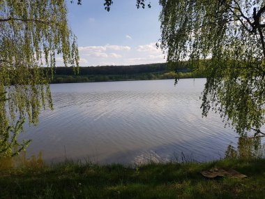 Bir gölün kıyısındaki huş ağacı