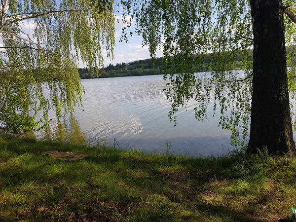 Vidoeiro Margem Lago — Fotografia de Stock