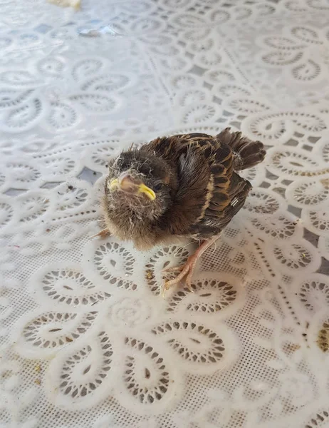 Küçük Şirin Bir Kuş Serçesi — Stok fotoğraf