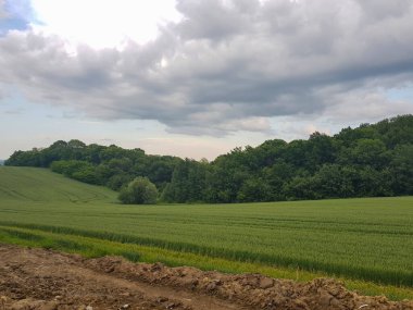 Ukrayna 'daki tarla ve orman