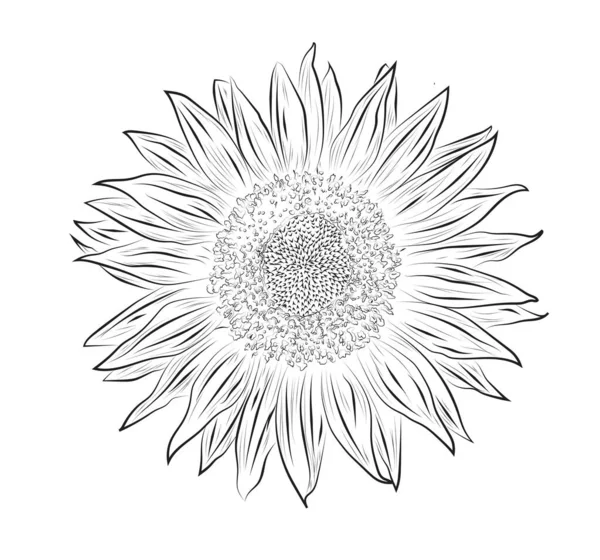 Girasol Blanco Negro Sobre Fondo Blanco — Vector de stock