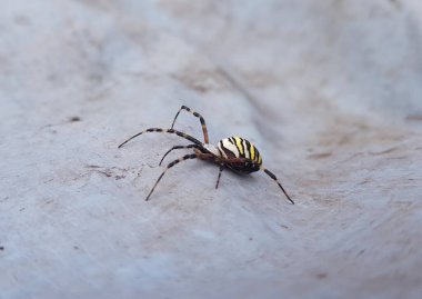Sarı ve siyah renkli örümcek.