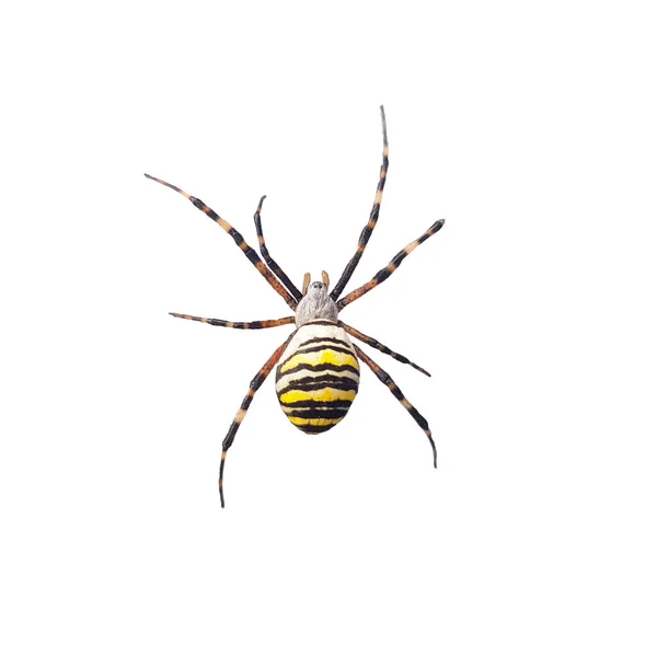 Spinne Auf Weißem Hintergrund — Stockfoto