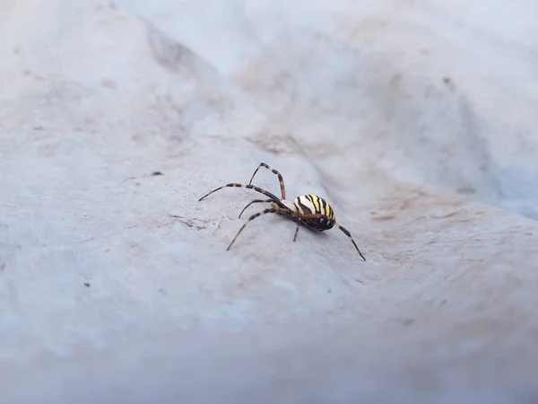 Aranha Com Coloração Amarela Preta — Fotografia de Stock