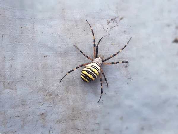 Spinne Mit Gelber Und Schwarzer Färbung — Stockfoto