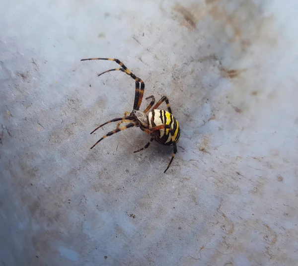 Spinne Mit Gelber Und Schwarzer Färbung — Stockfoto