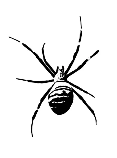 Araña Sobre Fondo Blanco — Vector de stock