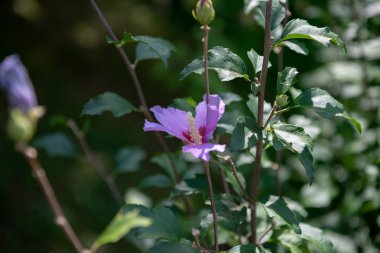 Mugunhwa çiçek, Kore Ulusal sembolüdür