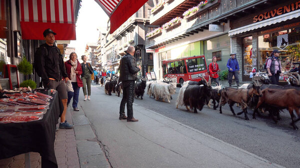 Goats walking through mountain village of Zermatt, Switzerland - July, 2018