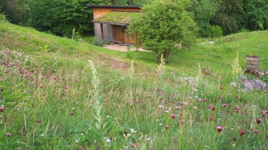 Rüzgar vahşi dağ çiçekleri