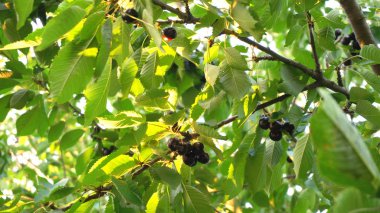 Kiraz kiraz ağacı üzerinde Kapat