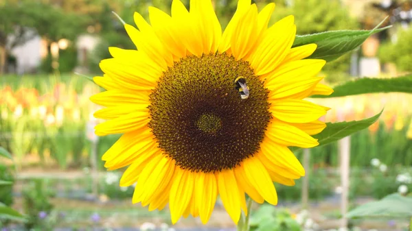 蜜蜂和向日葵特写 — 图库照片
