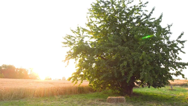 Campo Rural Com Sol Pôr Sol — Fotografia de Stock