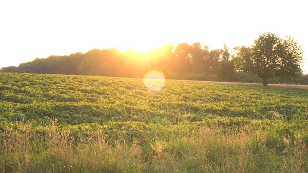 Terres Agricoles Dans Campagne Rurale Avec Soleil Couchant — Photo