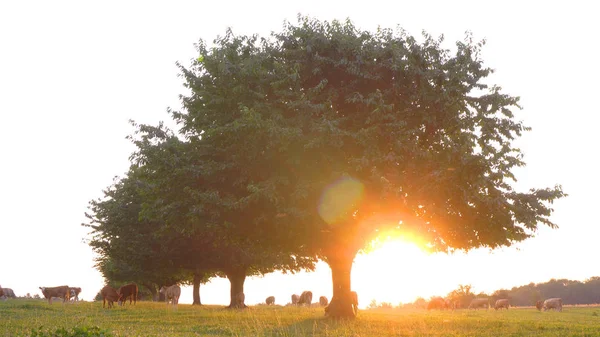 Organik Tarım - çayır üzerinde çim yeme inekler
