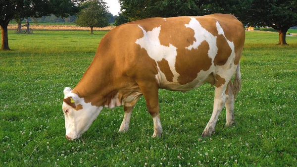 Organik Tarım - mutlu inek yemek çimen