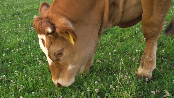 Koeien Eten Gras Hoofd Close — Stockfoto