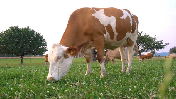 Krowy Pasące Się Łące Niski Kąt — Zdjęcie stockowe