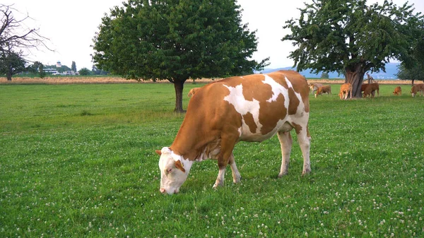 Vacas Castanhas Brancas Que Comem Grama Prado Rural Campo Suíça — Fotografia de Stock