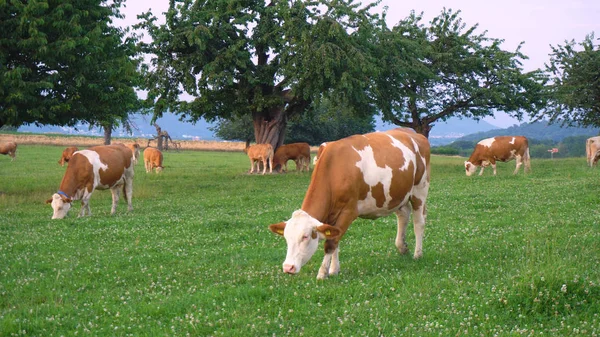 Granja Orgánica Vacas Gratzing — Foto de Stock