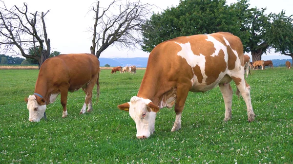 Vacas Granja Ecológicas Comiendo Hierba —  Fotos de Stock